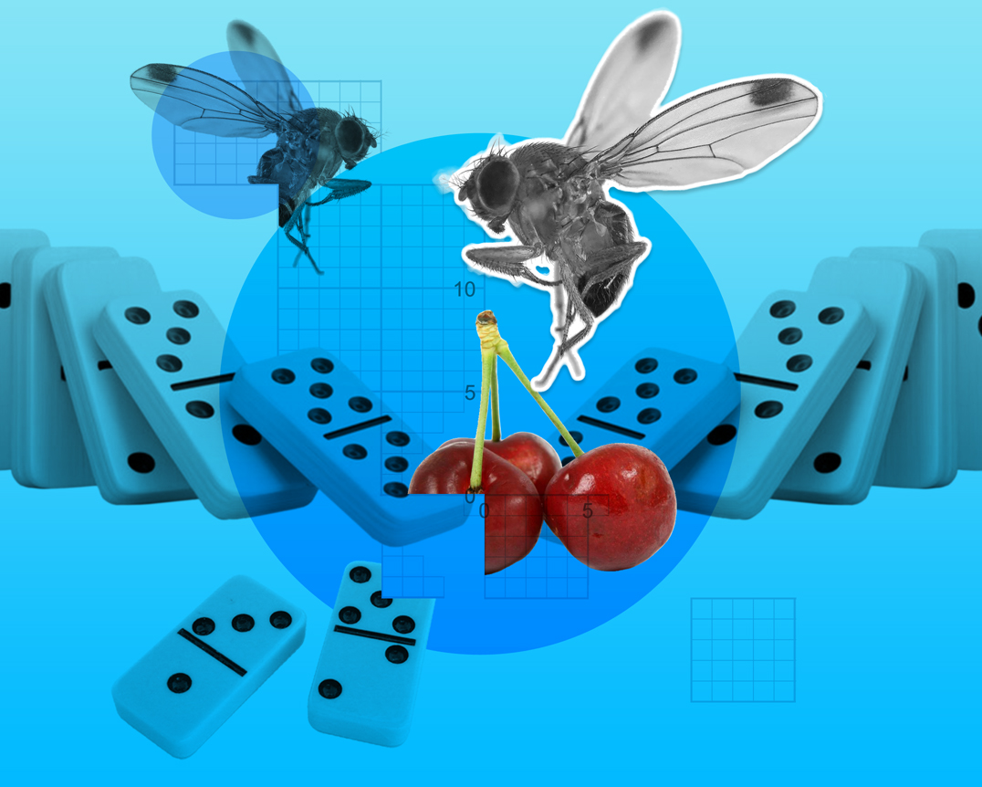 Illustration of a possible domino effect in gene drive project release