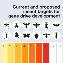 Insect gene drive targets thumbnail