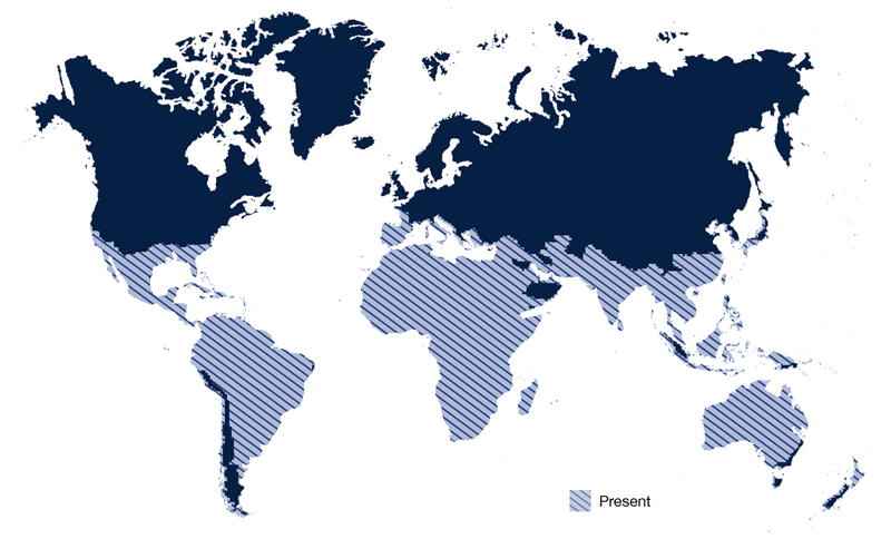 Global distribution of the Bemisia tabaci species complex