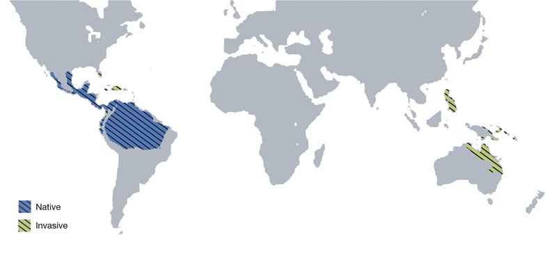 Global distribution of Rhinella marina