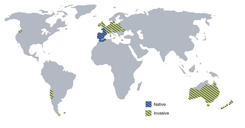 Global distribution of Oryctolagus cuniculus
