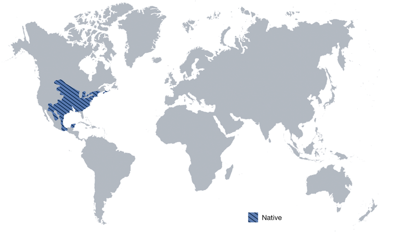 Global distribution of Peromyscus leucopus