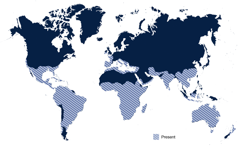 Global year round distribution of Plutella xylostella